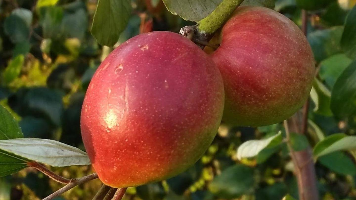 Tripura man sows 'ber apple,' harvests Rs. 3.5L in profits