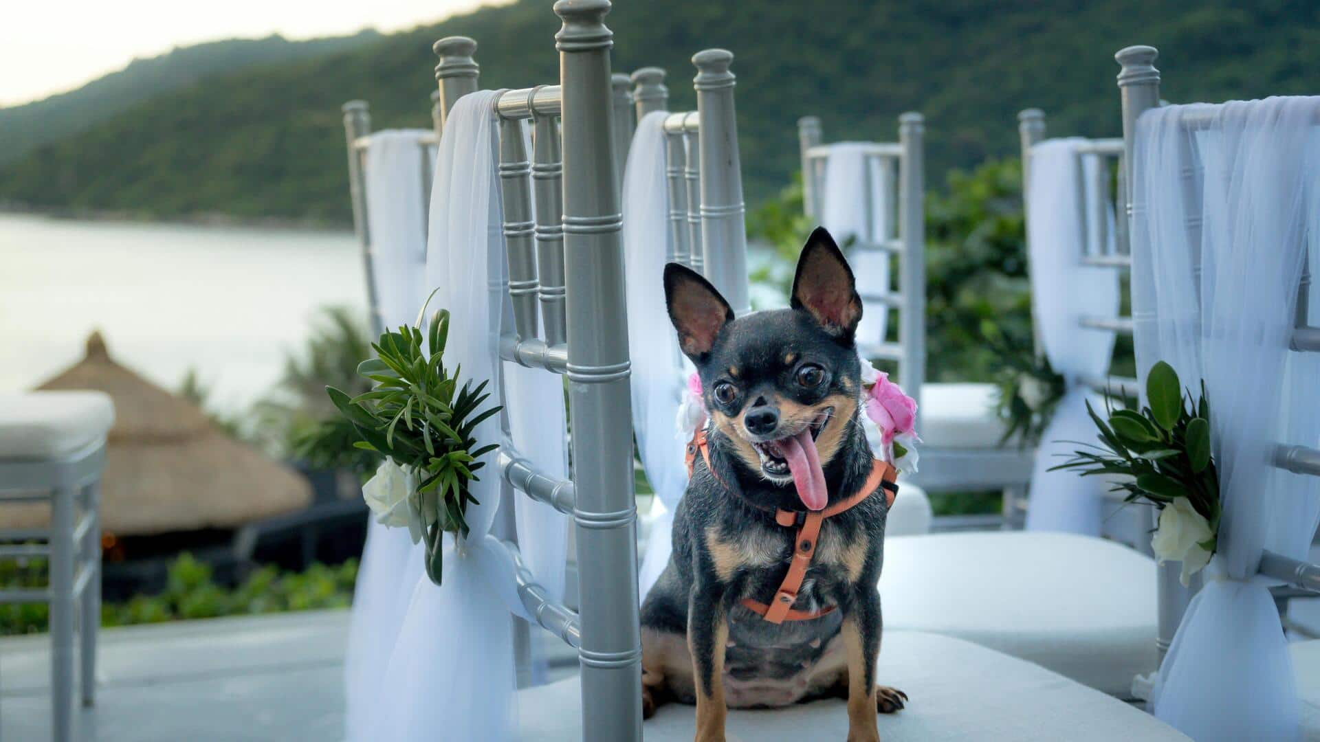 How to plan the perfect pet-friendly wedding