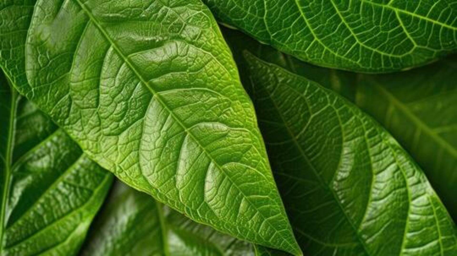 Why you should know about soursop leaves