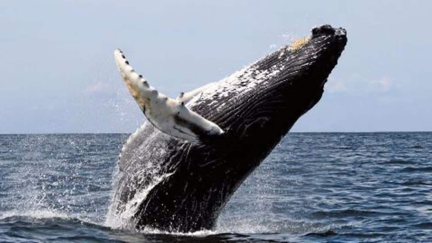 30 dead baleen whales on Tiruchendur shore