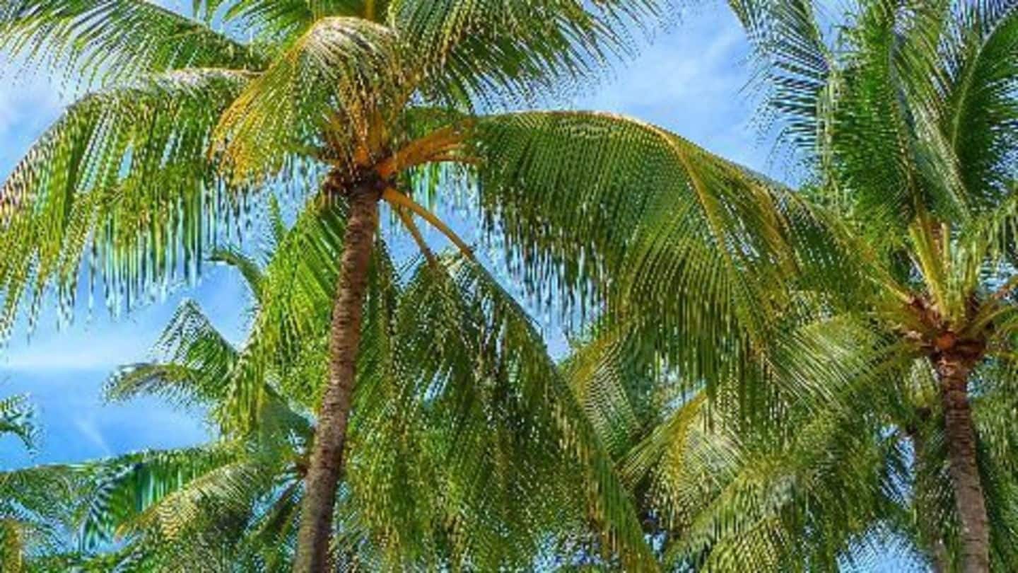 Goa to classify coconut tree as 'palm'