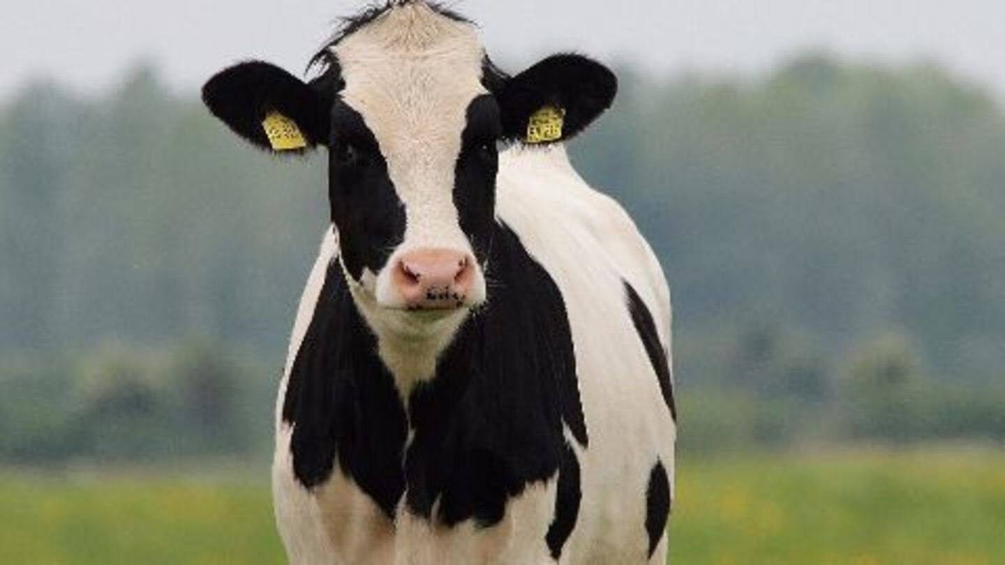 Haryana govt defends CM's beef remarks Haryana govt defends CM's beef remarks