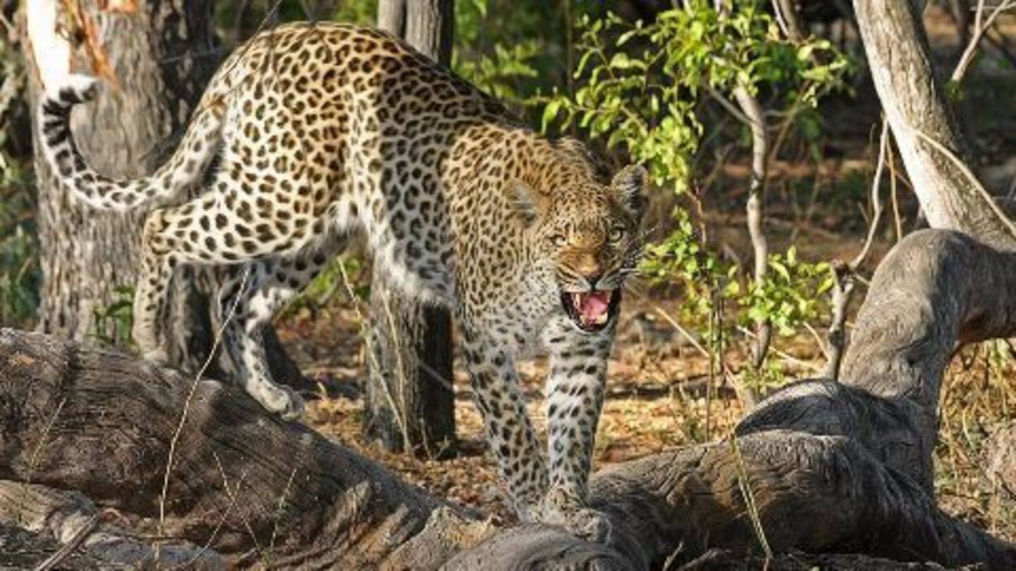 More leopard sightings in Bengaluru reported More leopard sightings in Bengaluru reported