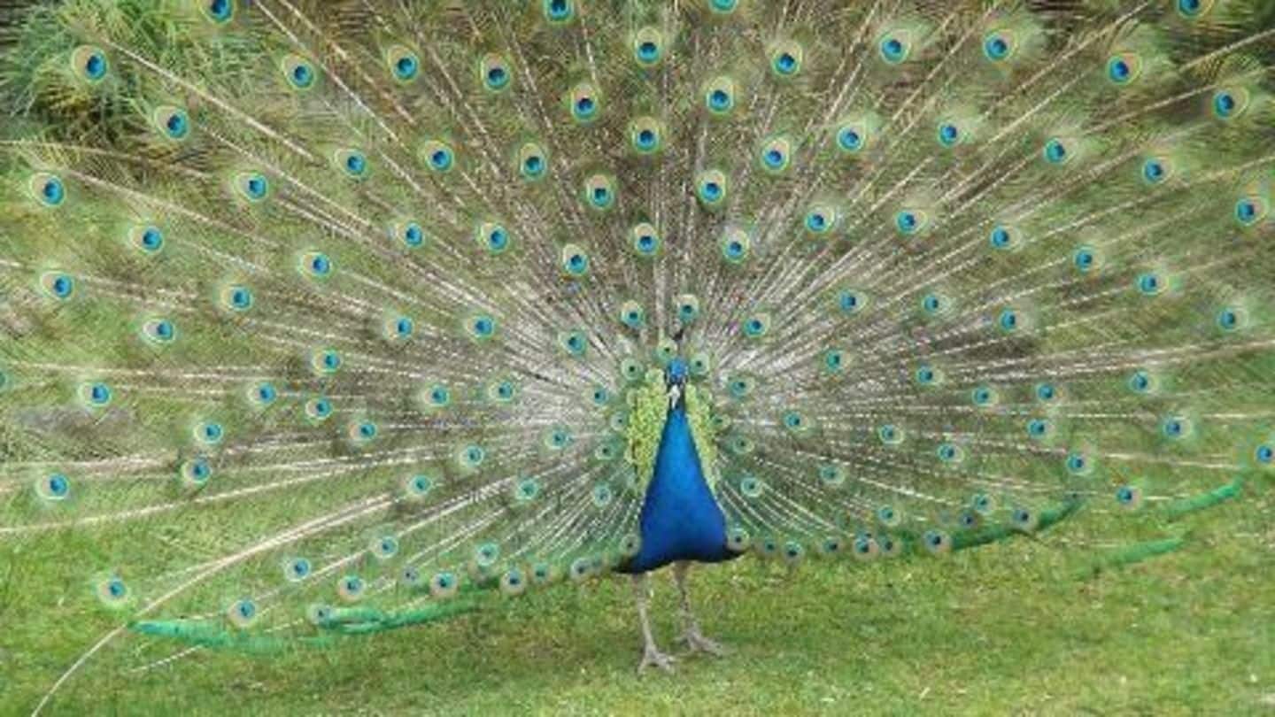 Peacock can’t be listed as vermin: Goa CM