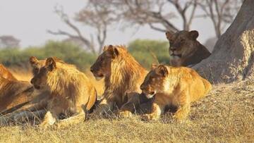 Missing lions make their way back in Kenya