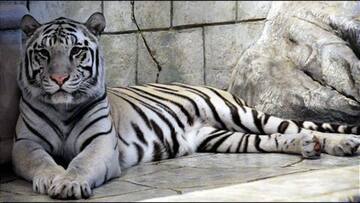 World’s first white tiger sanctuary opened
