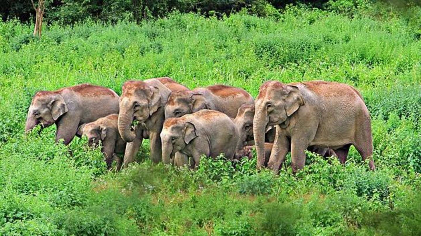 No more elephant rides in Jim Corbett, Rajaji Reserve NewsBytes