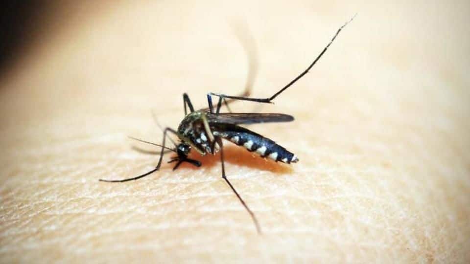 Dengue, chikungunya alert: Diseases may hit Delhi earlier this year
