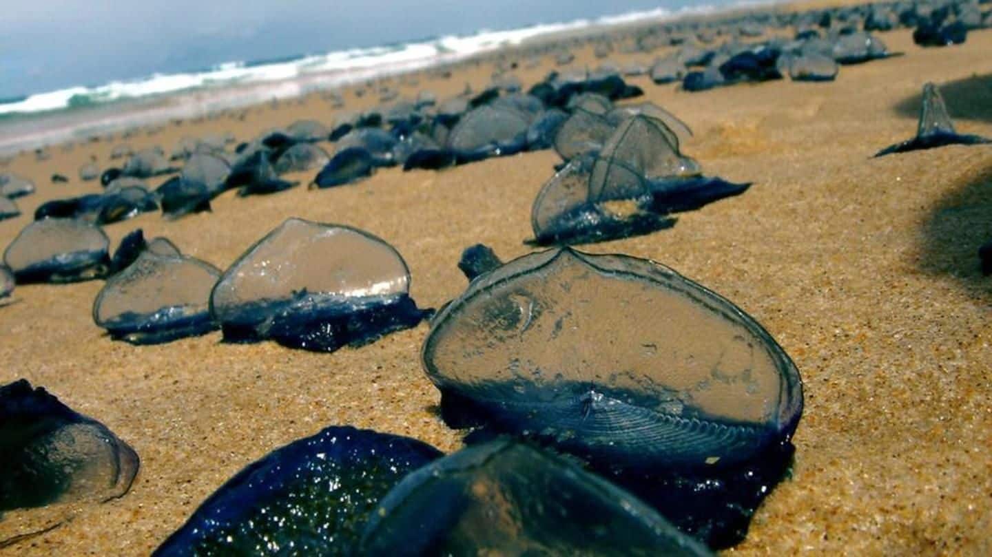 Toxic bluebottles in action: Avoid Mumbai beaches for now
