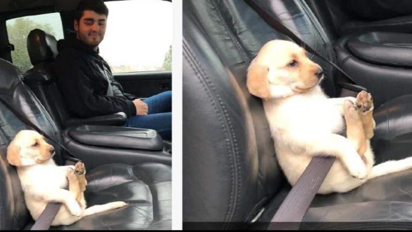 Mumbai Police teaches road safety with cute puppy in seatbelt