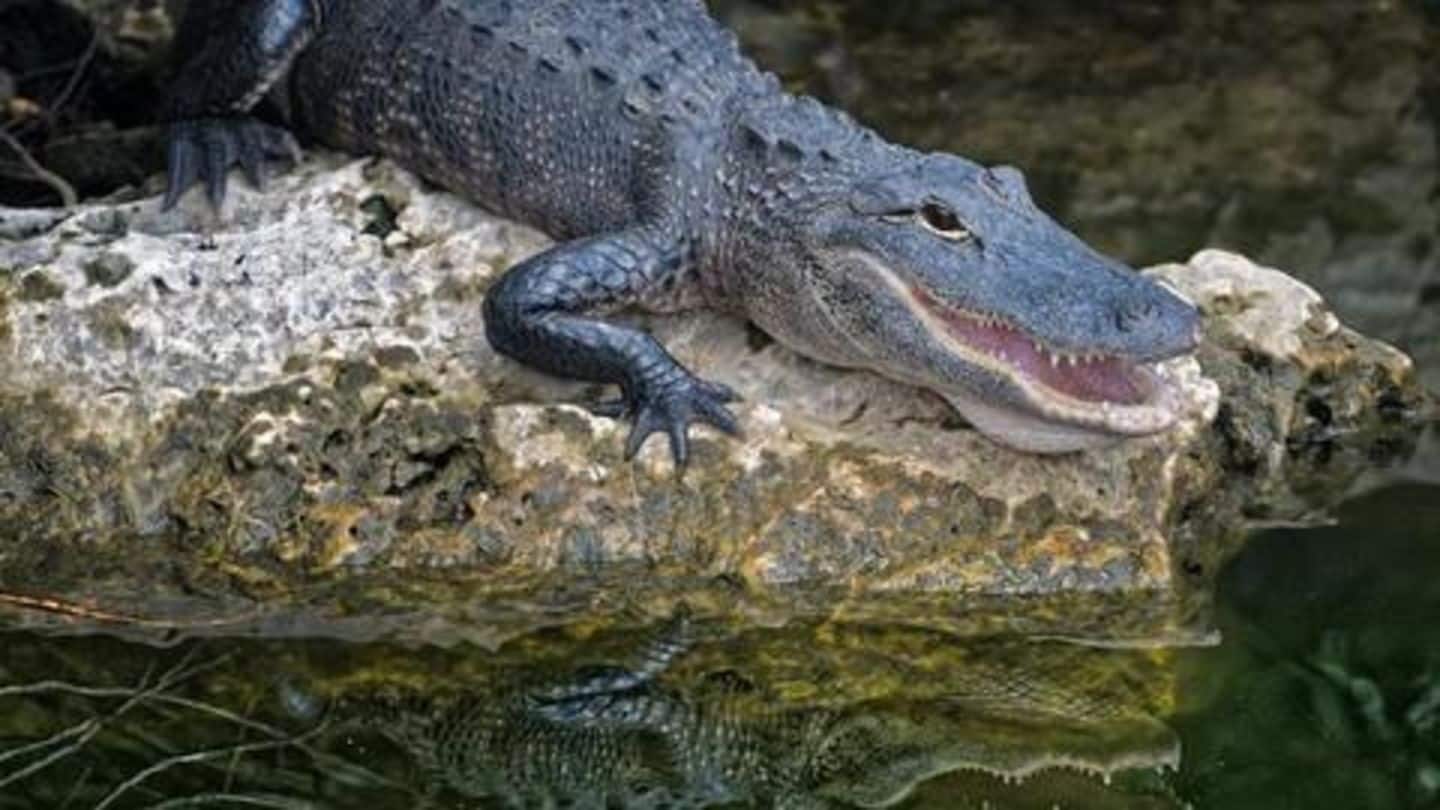 Citing tourist safety, crocodiles near Statue of Unity being relocated