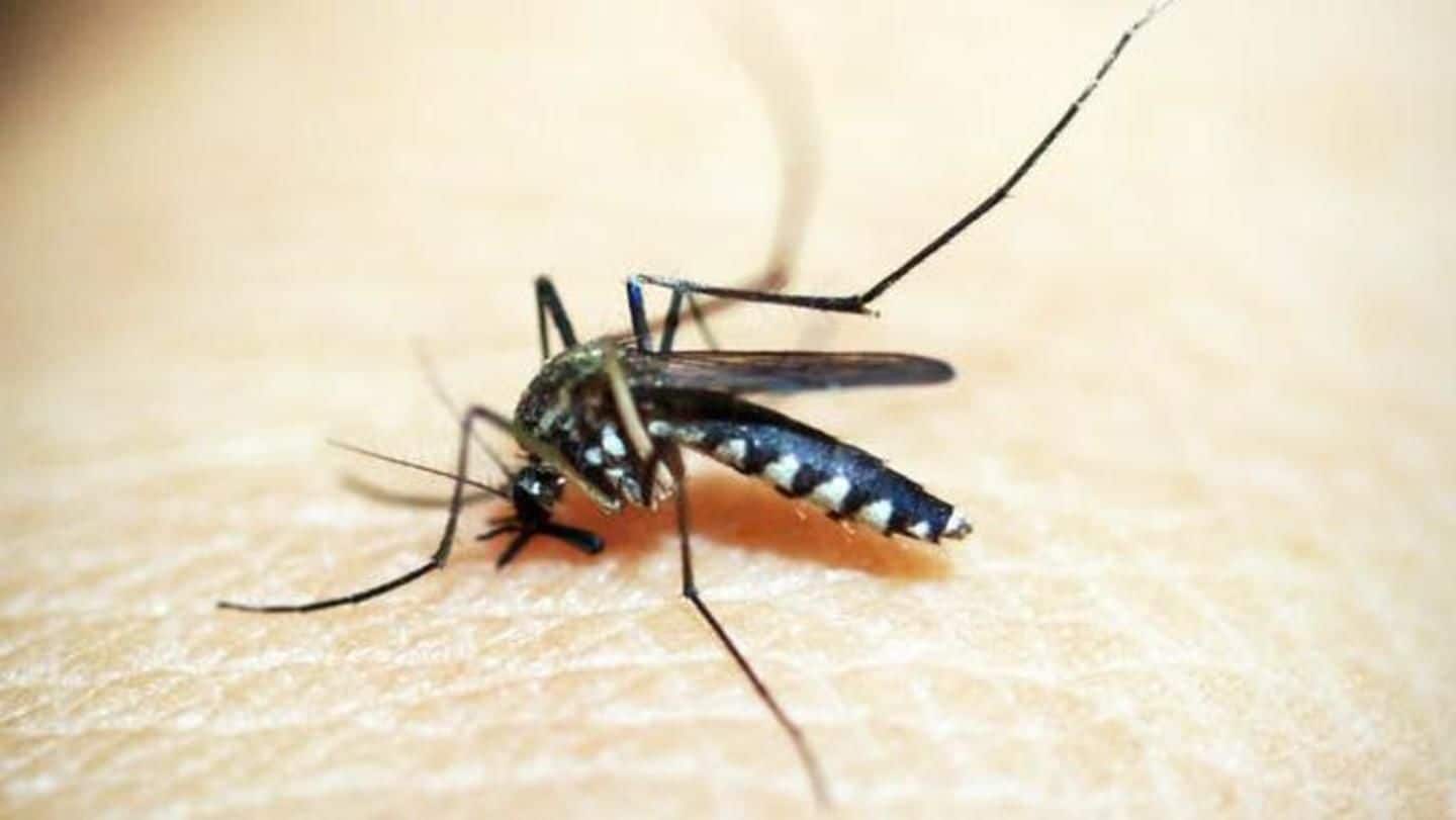 Mumbai reports first malaria death; fight with leptospirosis, cholera continues