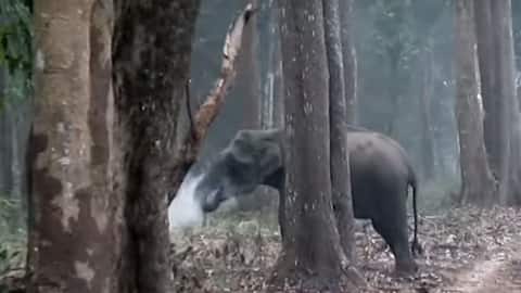 Karnataka's 'smoking' elephant scorches internet, baffles wildlife experts
