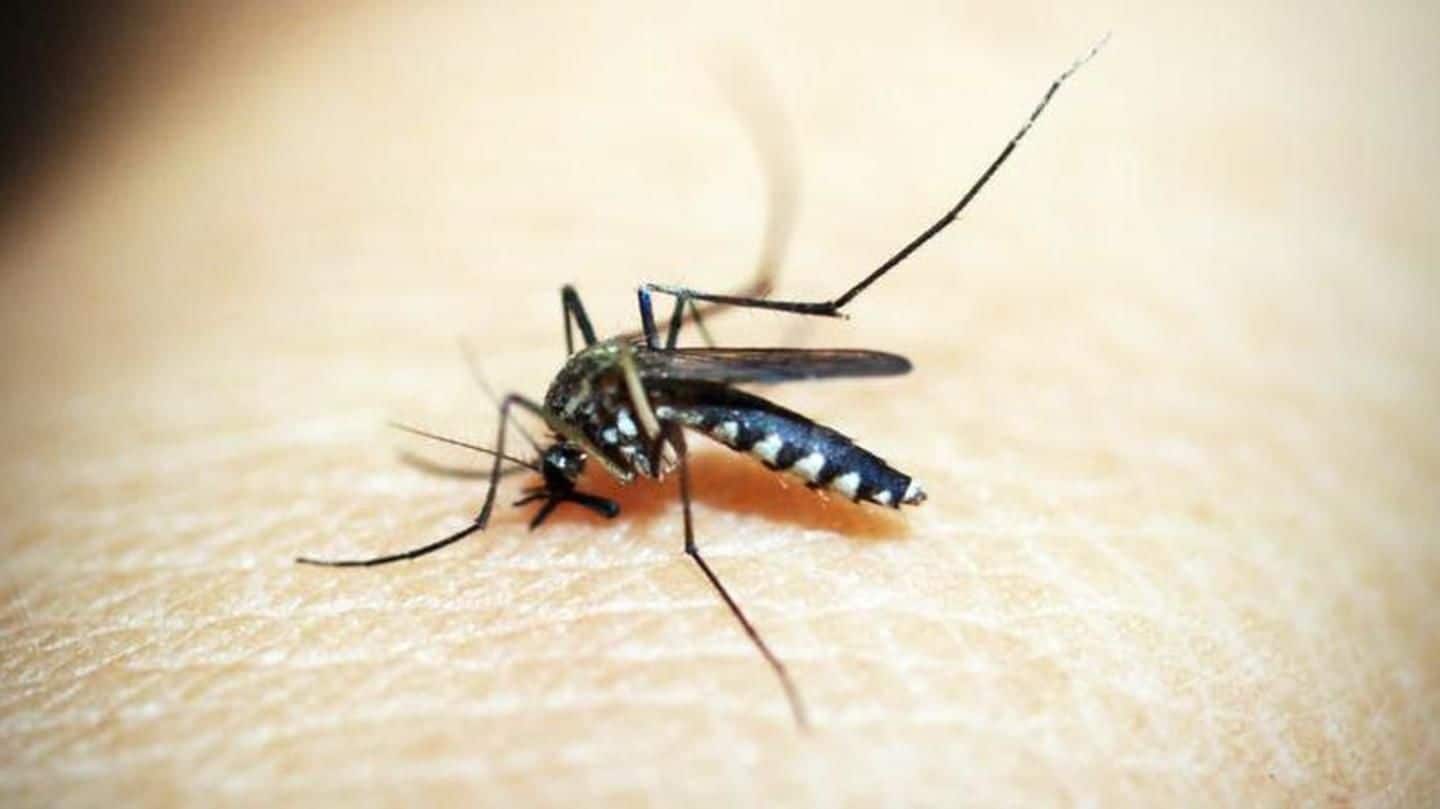 Contain mosquito-borne diseases or face imprisonment: Delhi-HC tells government officials