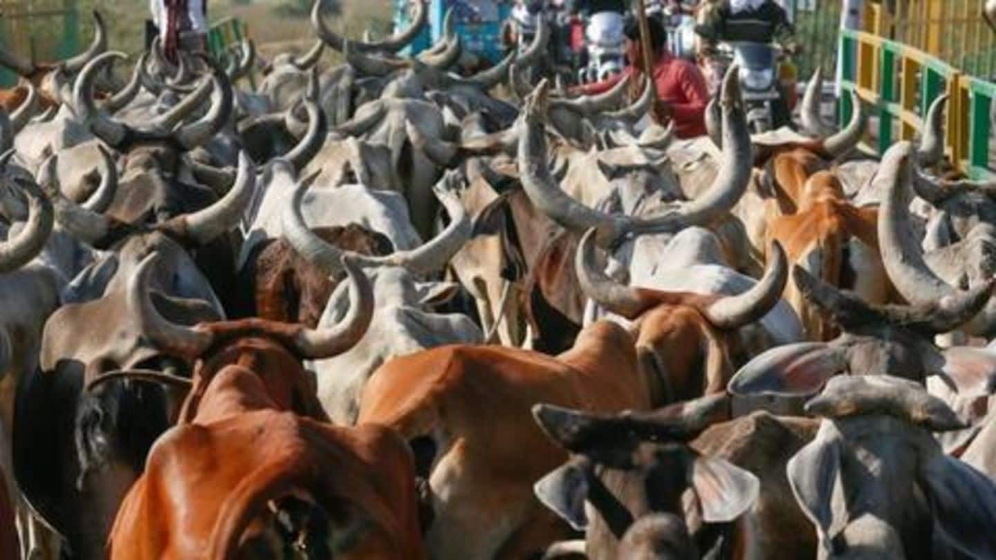Villagers force students, teachers out of school, herd stray cattle