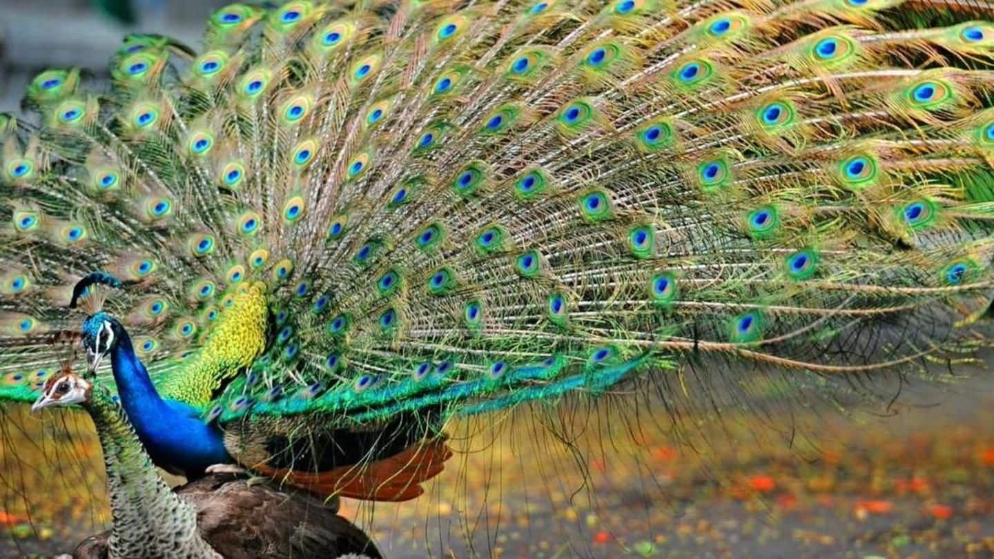 Tricolor burial for peacock? Delhi Police claims it's 'protocol'