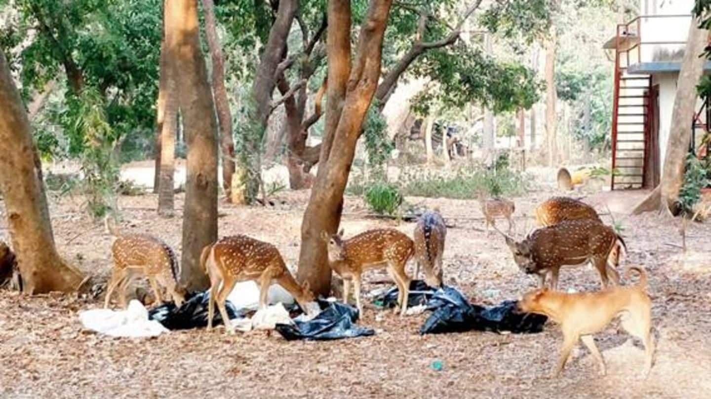 Mumbai: Video showing deer eating plastic leaves environmentalists fuming