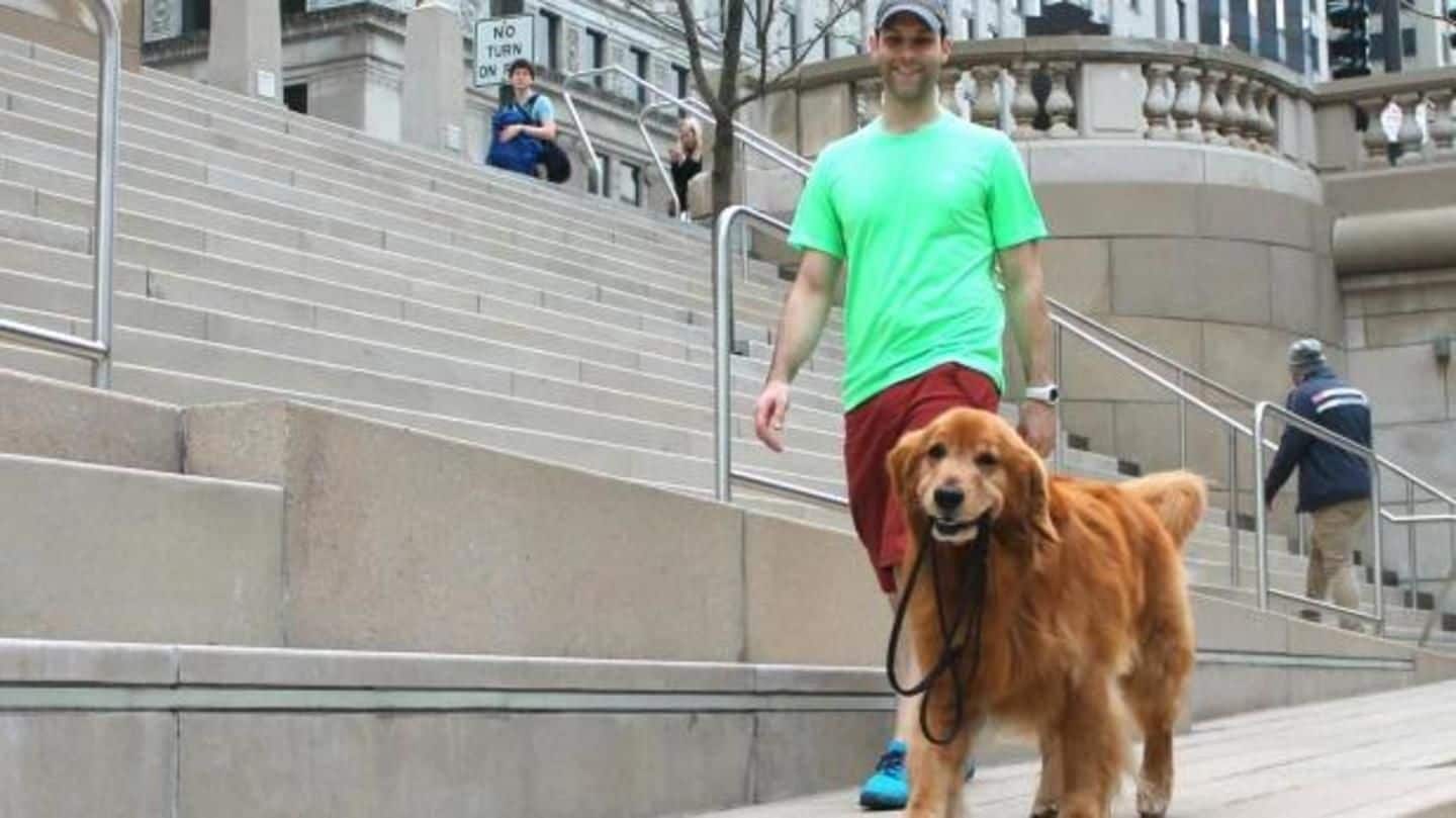 Sporty The Golden Retriever rules Chicago, for the right reasons