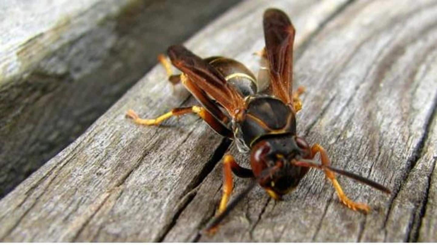 Mumbai: 55-year-old dies after wasps sting him 100 times