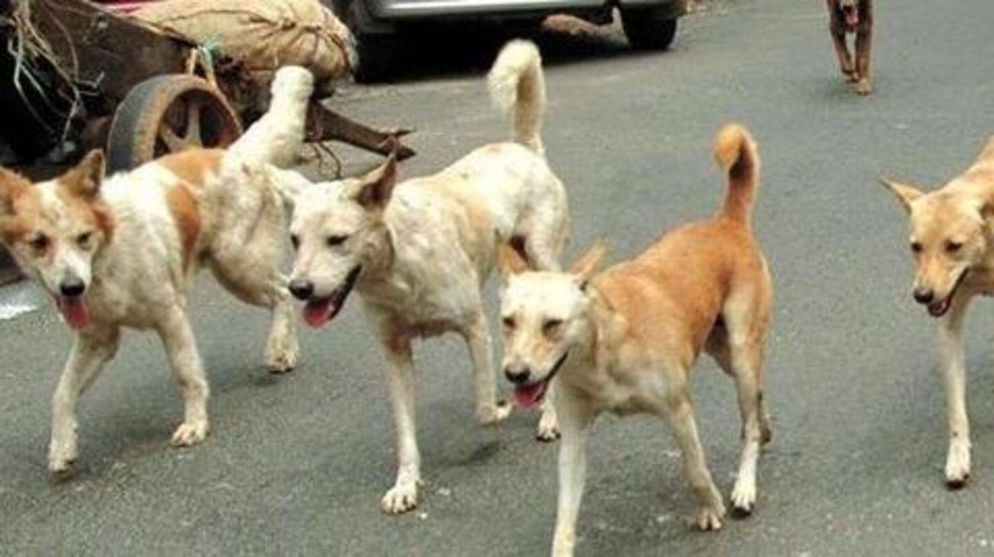 SC to examine plea against stray dog culling in Karnataka