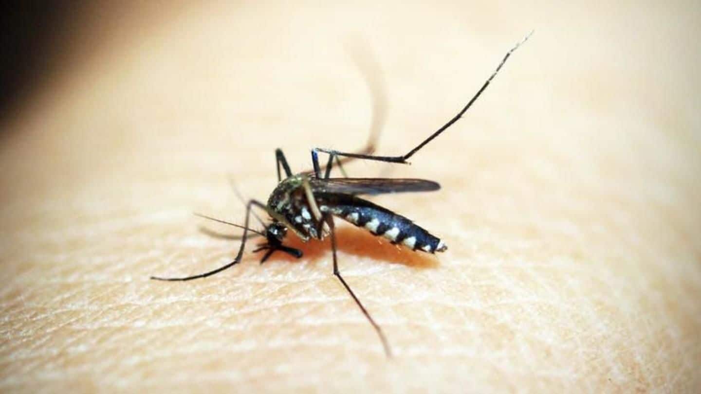 Delhi affected by malaria: 324 cases reported so far