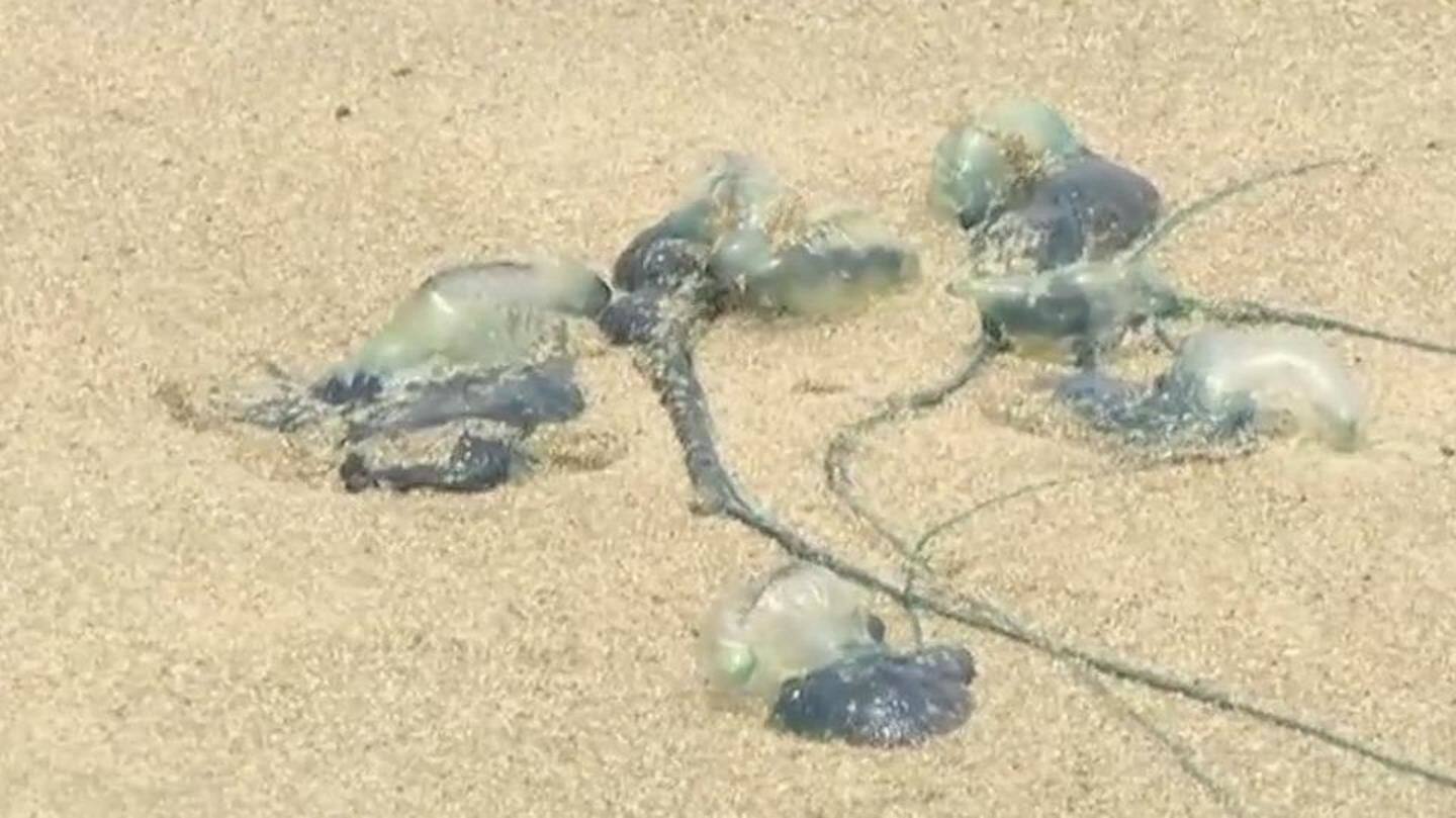 No official record, but 150 have been stung already No official record, but 150 have been stung already