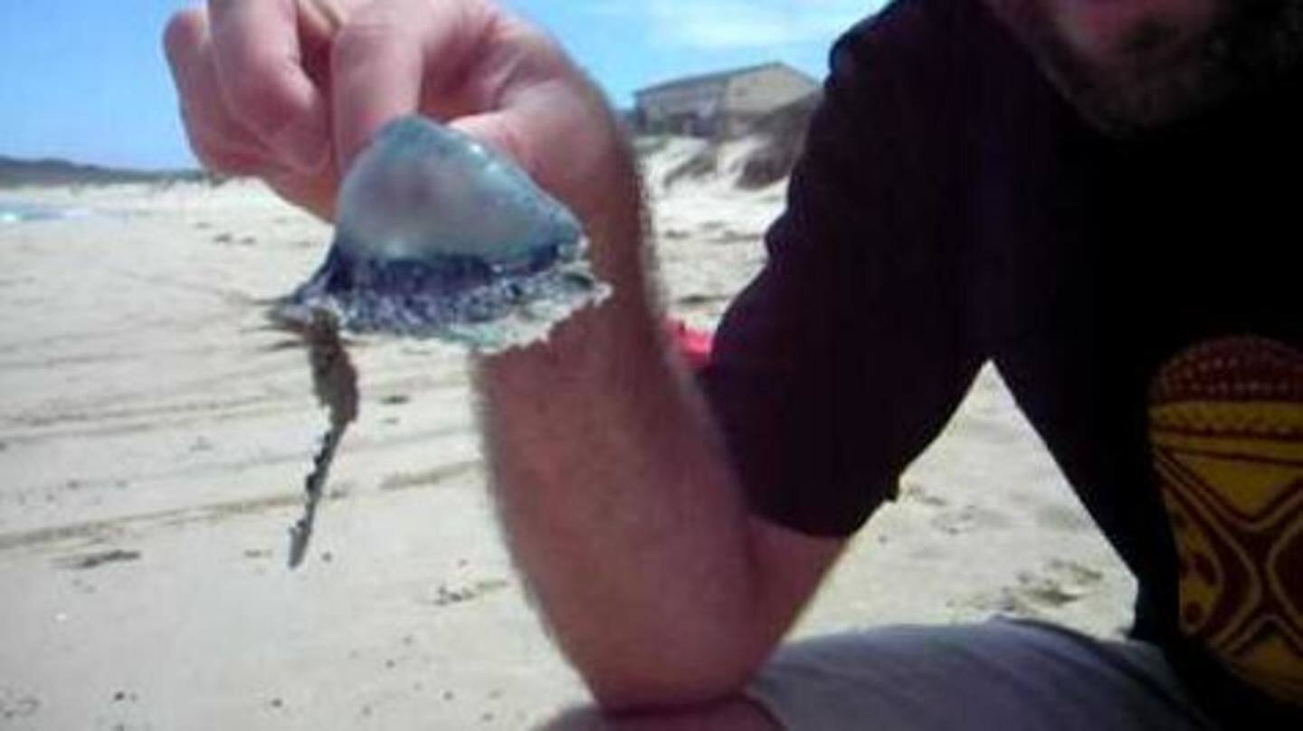 Global warming behind spike in bluebottles' number Global warming behind spike in bluebottles' number