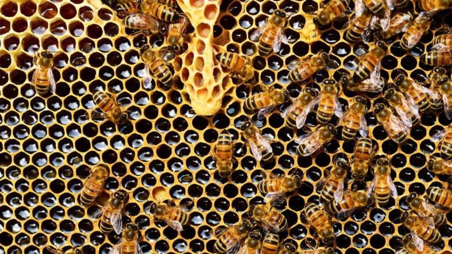 Bengaluru: Two men die of bee sting waiting for doctor