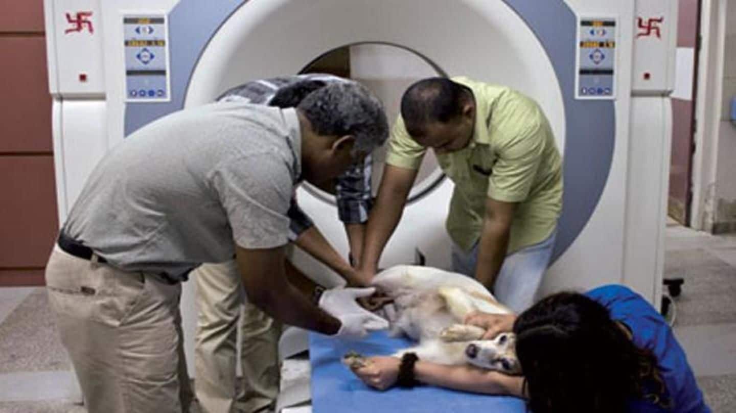 belgachia animal hospital