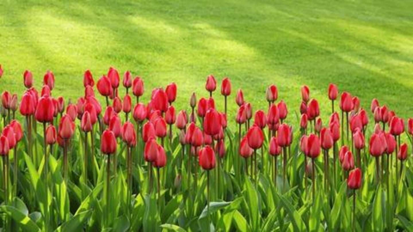 Country's second tulip garden to be built in Uttarakhand