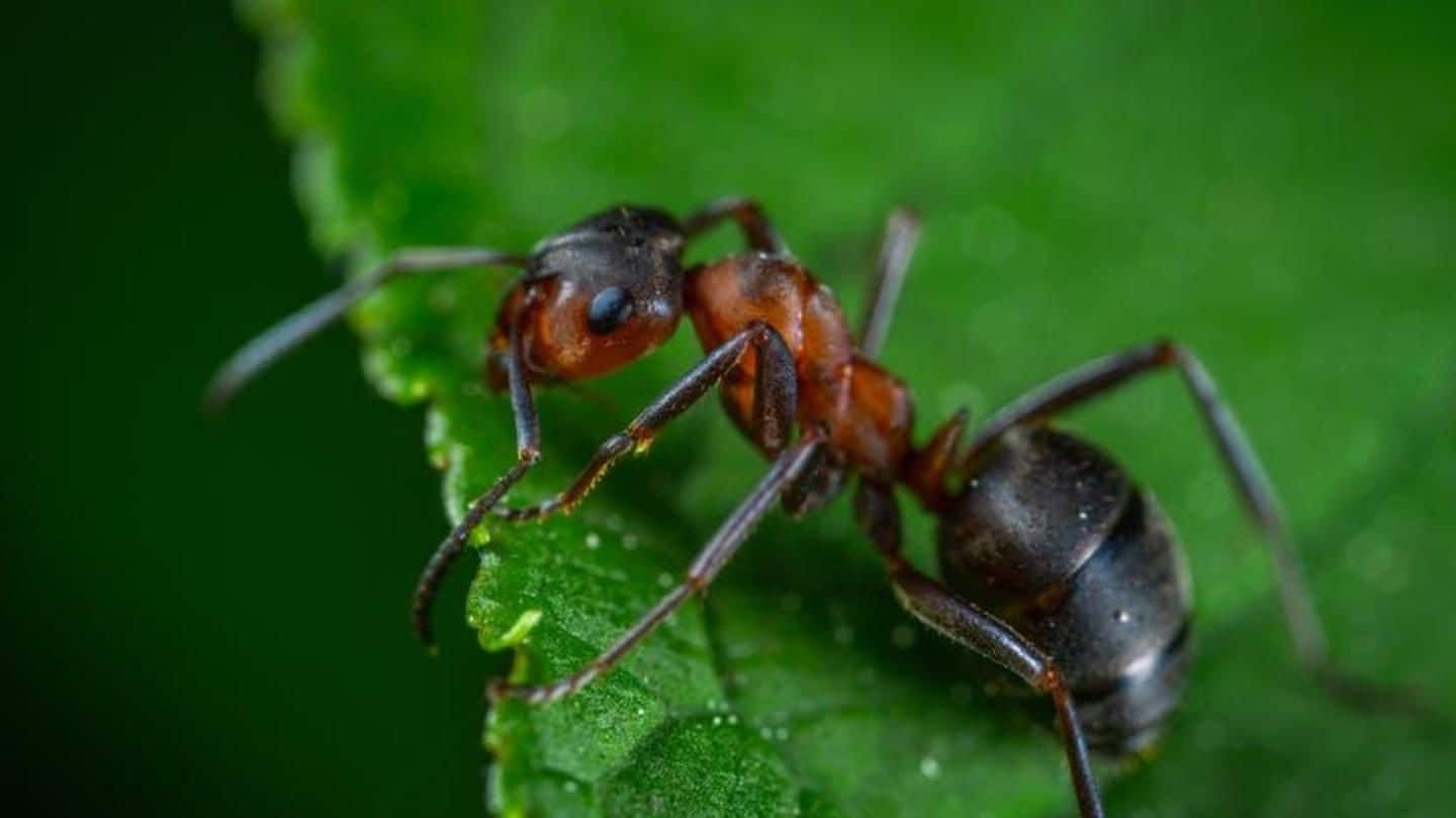 India has its own 'Ant-Man.' No, he's not an actor!