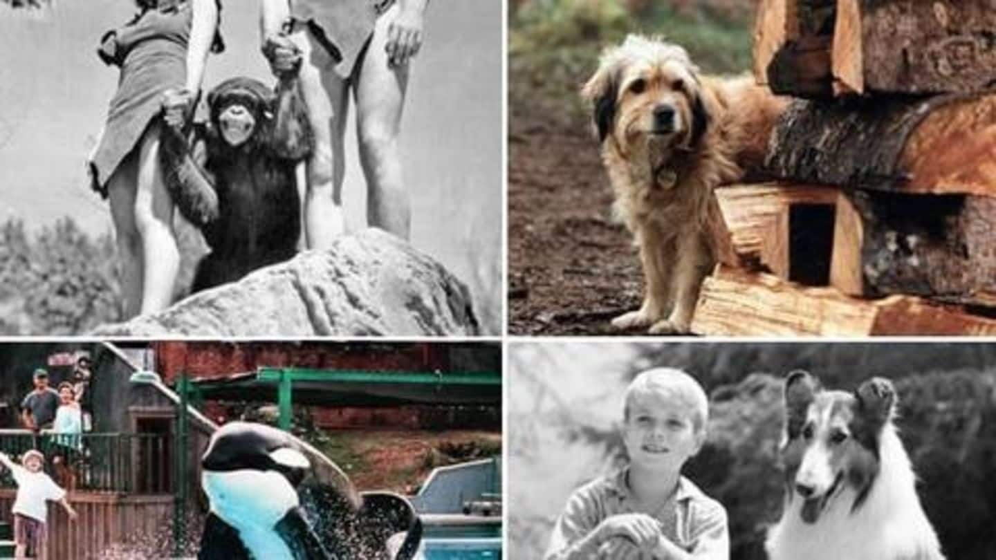 These Hollywood films are a treat for every animal lover