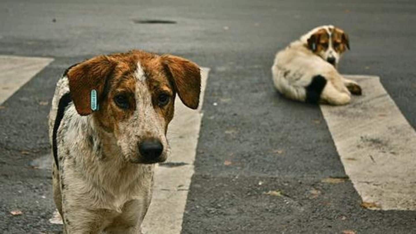 Appalling! Kolkata man held for raping street dog