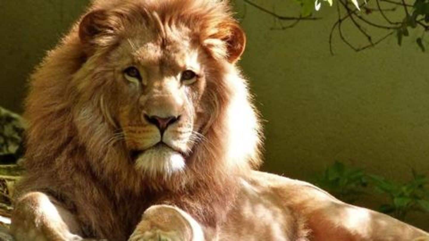MP now seeks Center's help to get Asiatic-lions from Gujarat