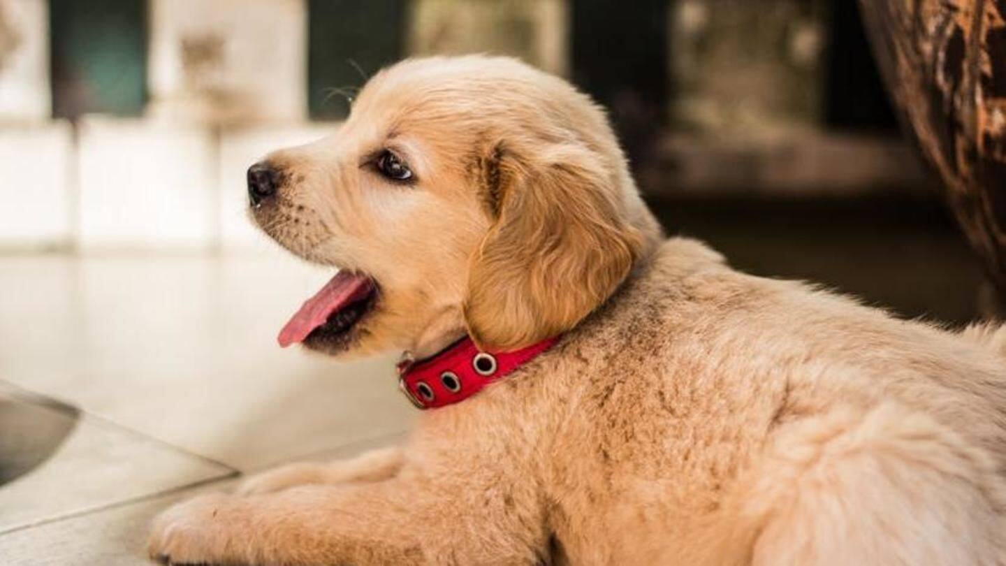 Lucknow man sees drowning puppy, builds drone to rescue it