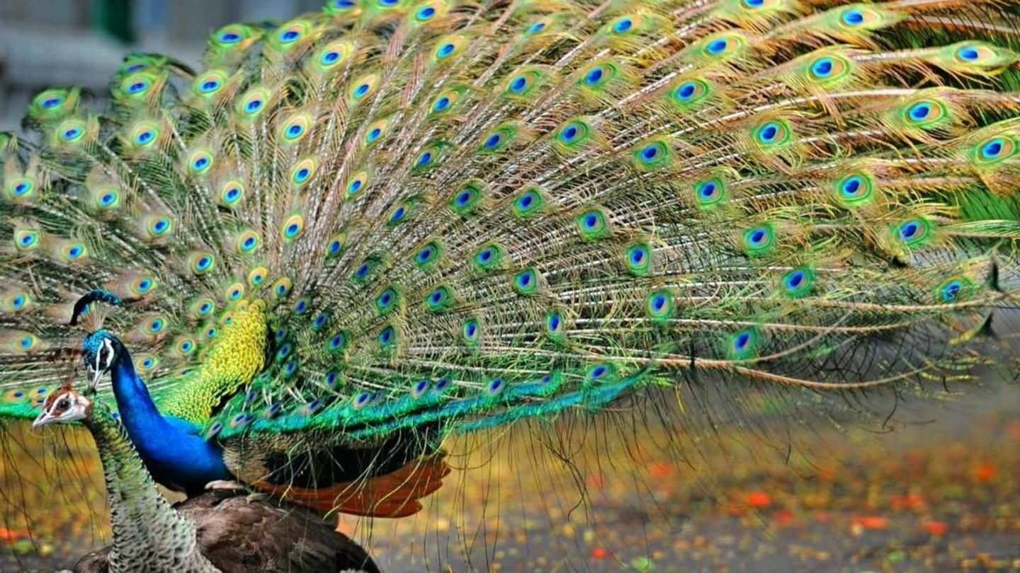 Delhi: Newcastle virus returns after 6 years; kills 22 peacocks