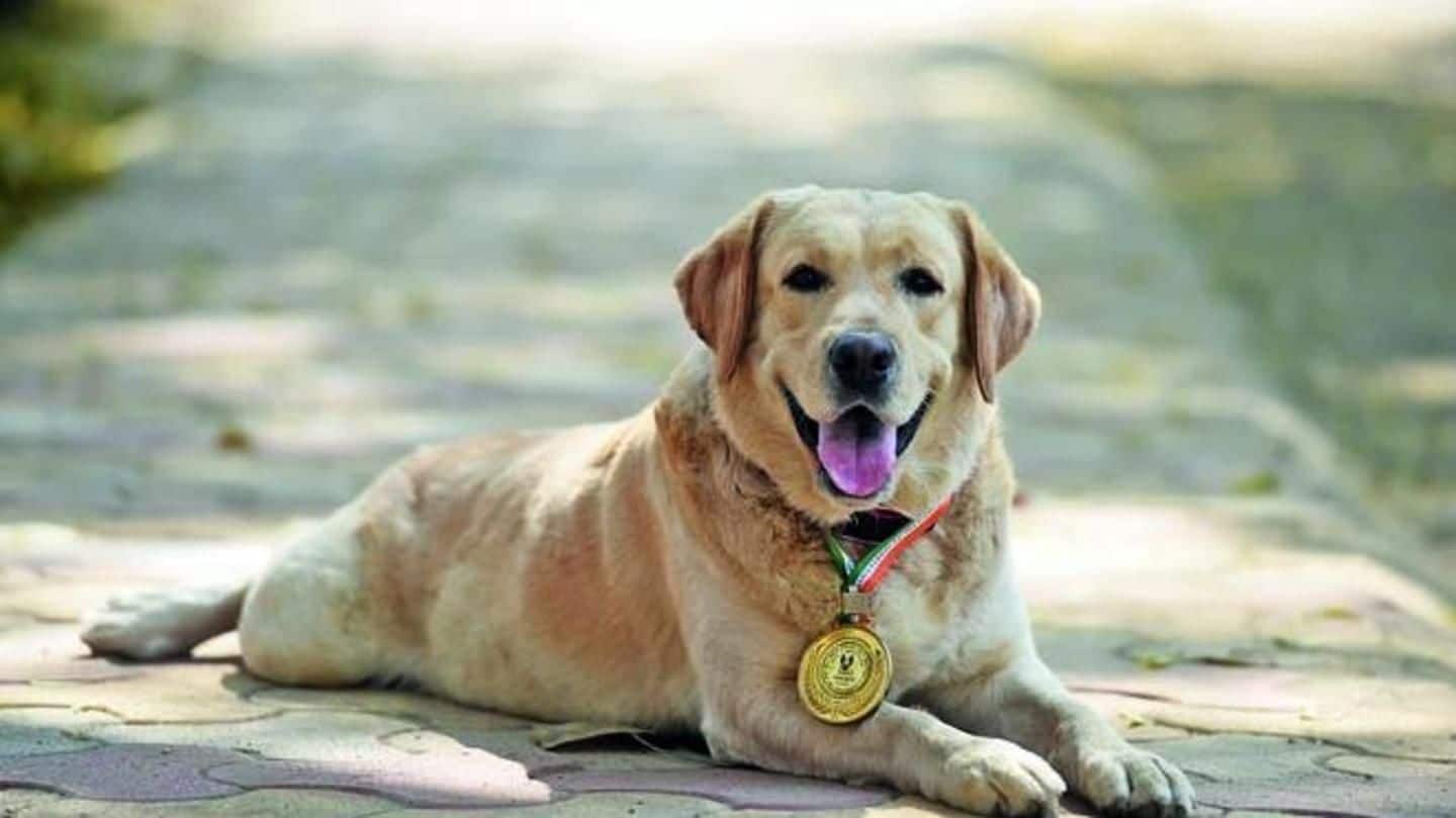 This four-legged 'Babu' of Delhi Police is an all-India gold-medalist!