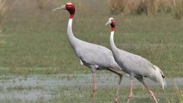 Environmentalists criticize the Draft Wetland Rules 2016