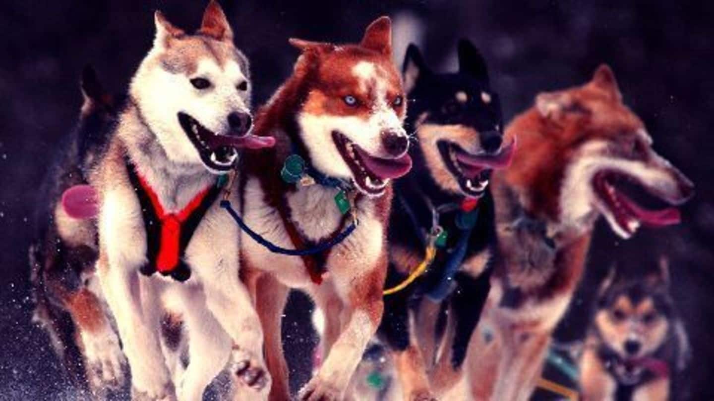 Govt bans importing dogs for commercial purposes