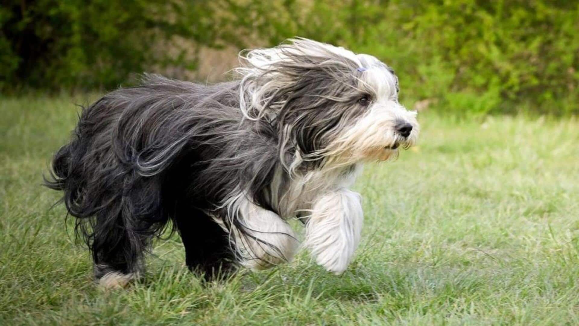Important care tips for your Bearded Collie dog