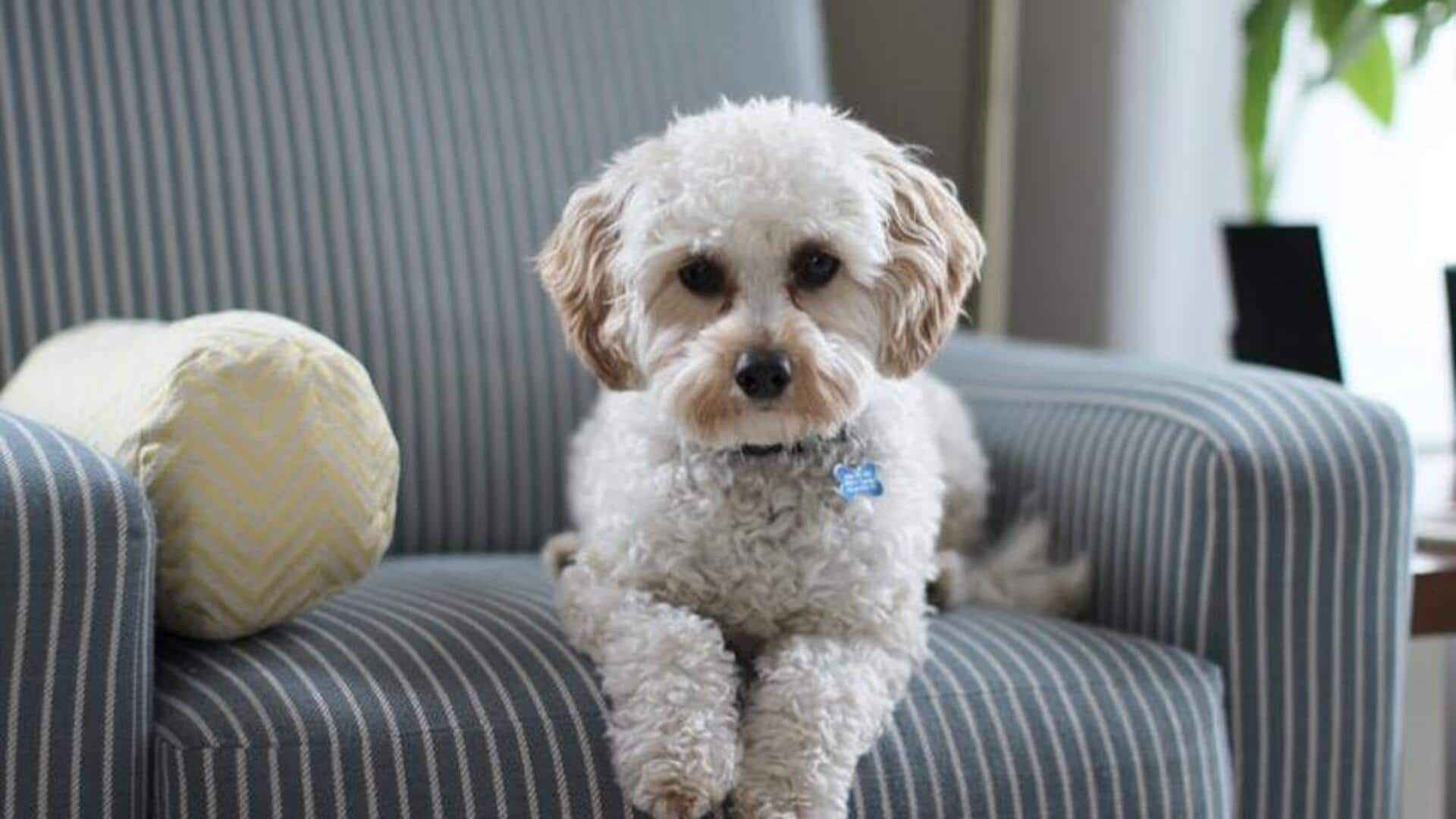 Reduce dog odor at your home: Quick tips Reduce dog odor at your home: Quick tips