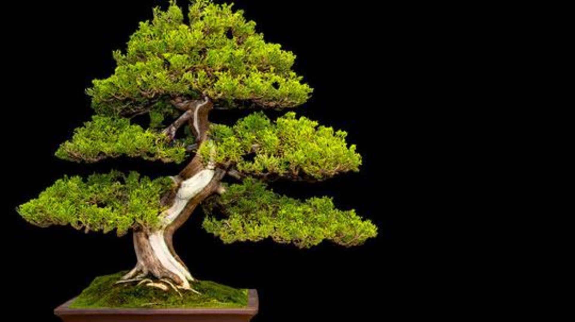 How to revive a wilting bonsai tree How to revive a wilting bonsai tree