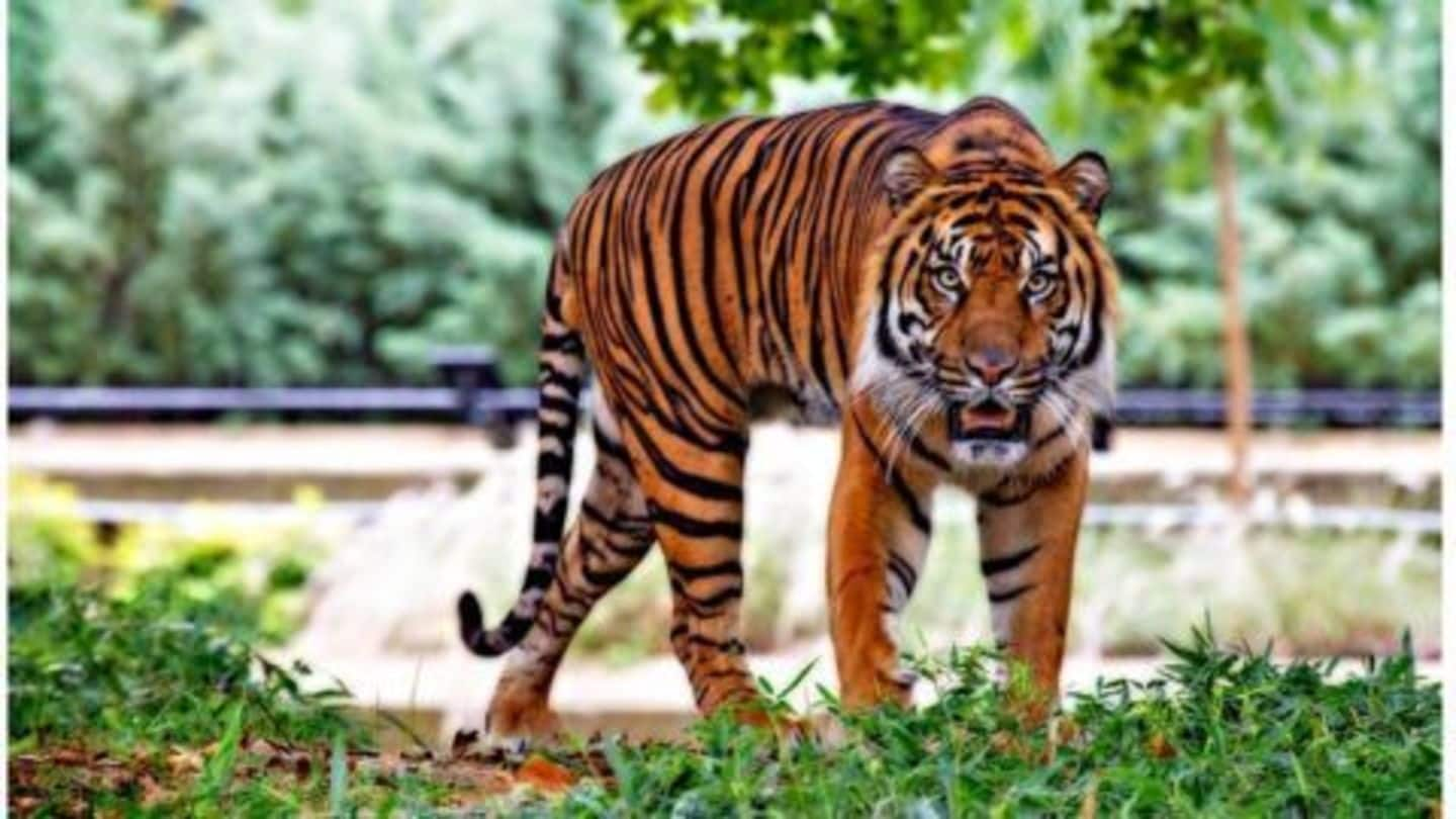 Forest Department launches search operation for missing Nagpur Sanctuary tiger