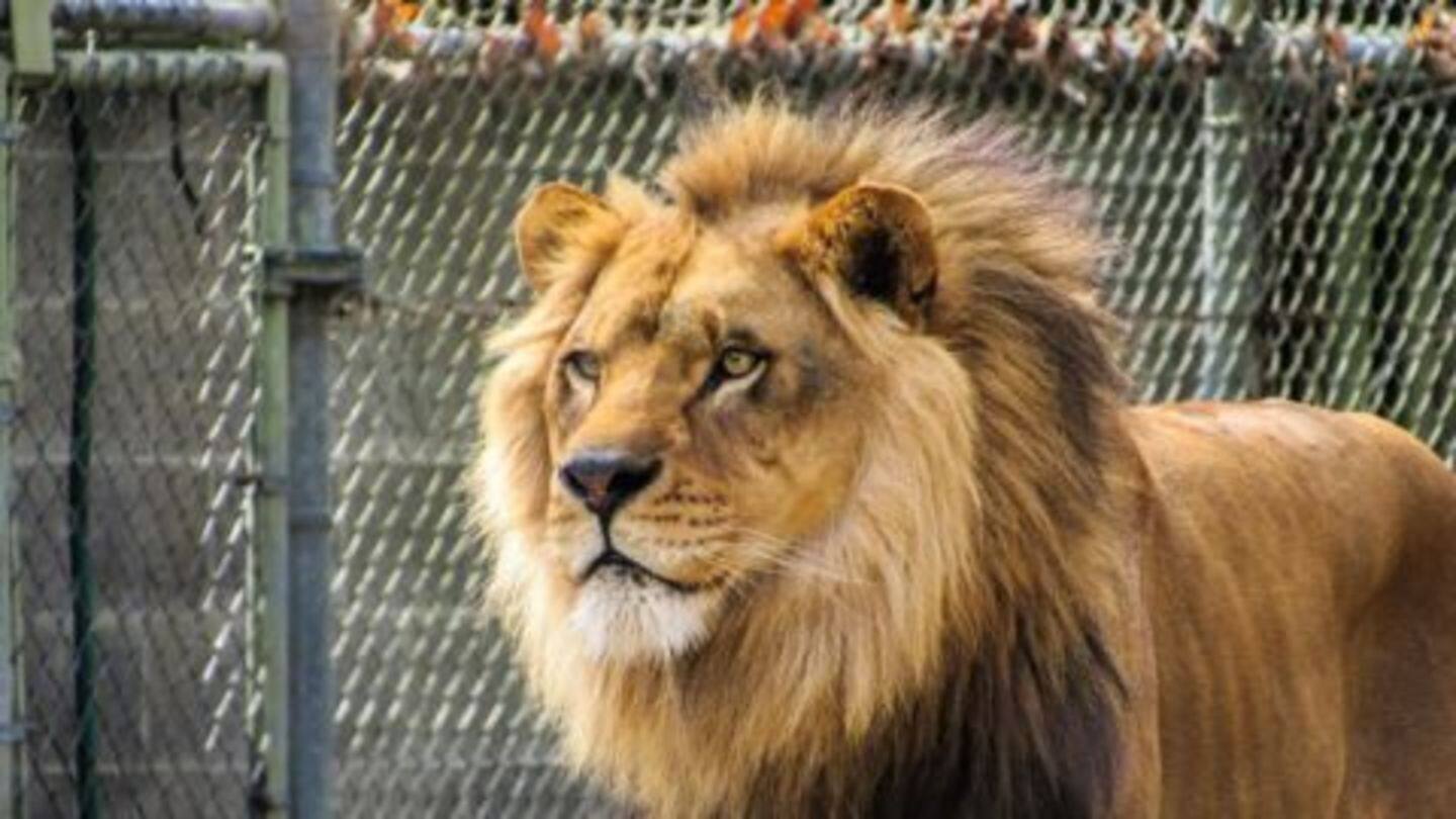 Animals starve in Venezuelan zoos amid shortages Animals starve in Venezuelan zoos amid shortages