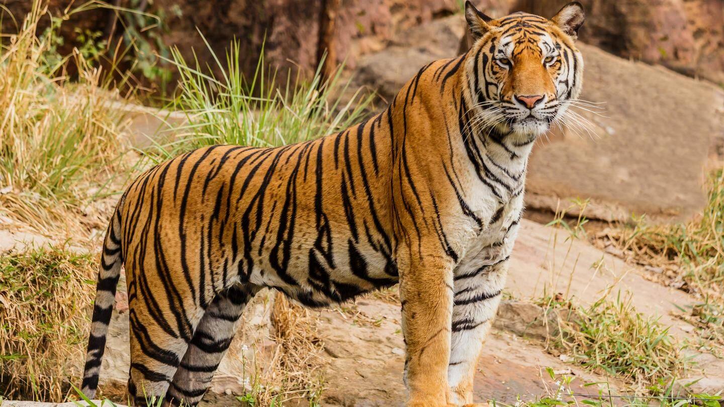 Rajasthan's tiger population rising; 28 cubs born in two years