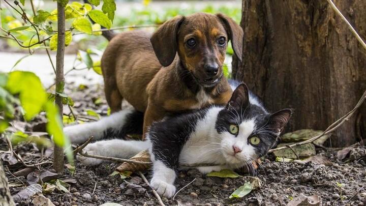 US House votes to ban eating of dogs and cats