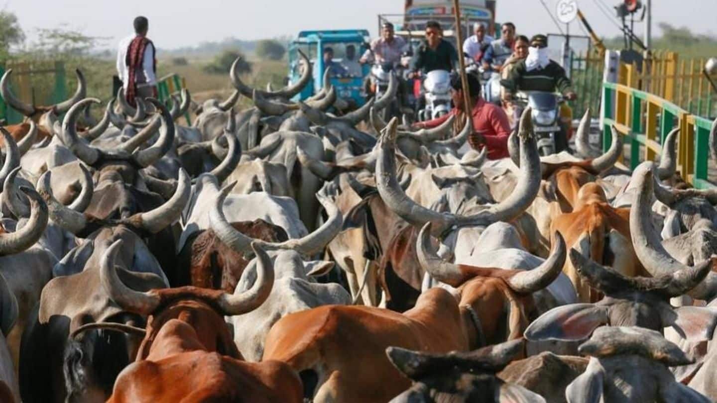MP: Ears of 2.5L bovines tagged with Aadhaar-like ID