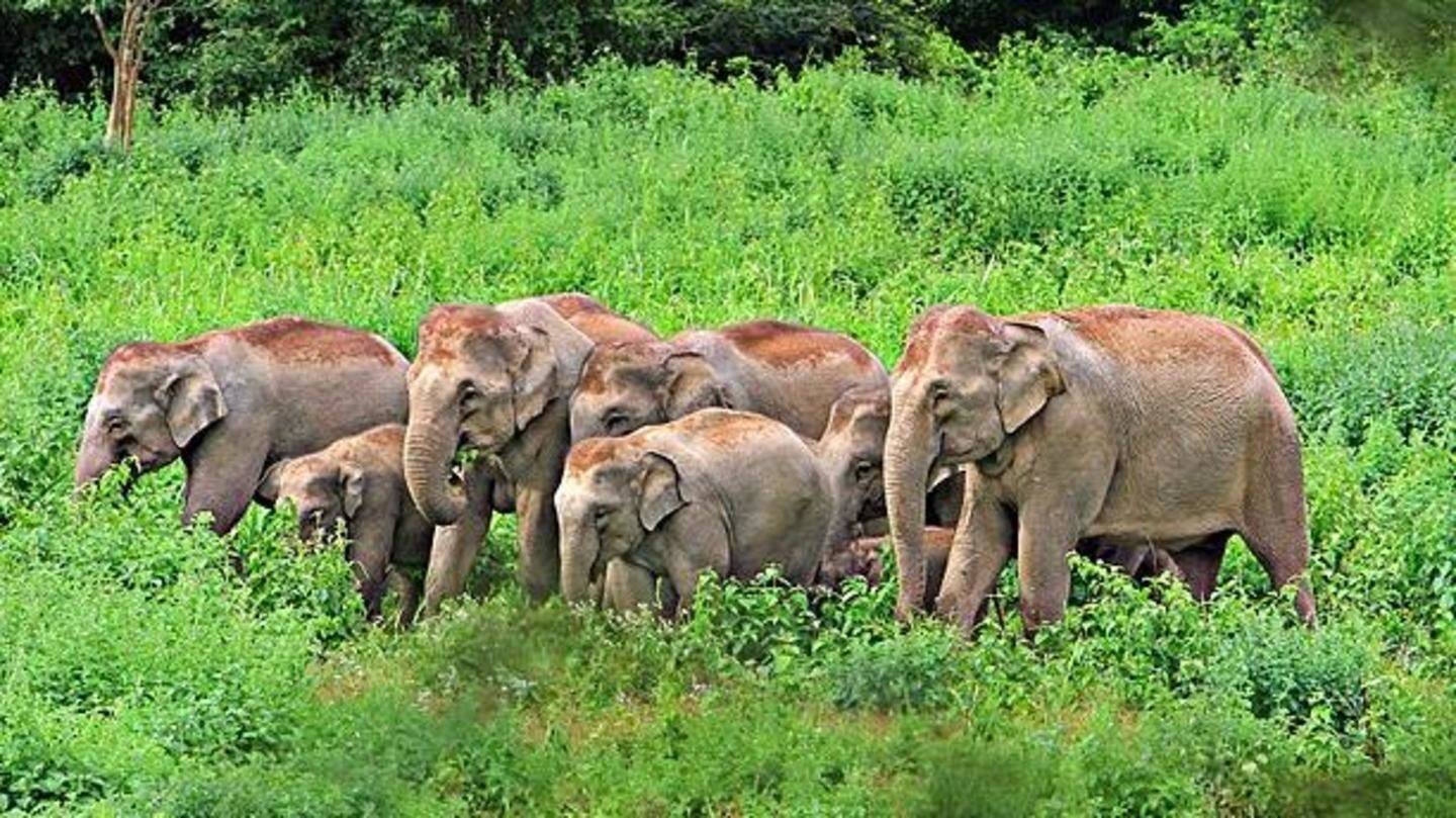 Four elephants die after being hit by train in Odisha