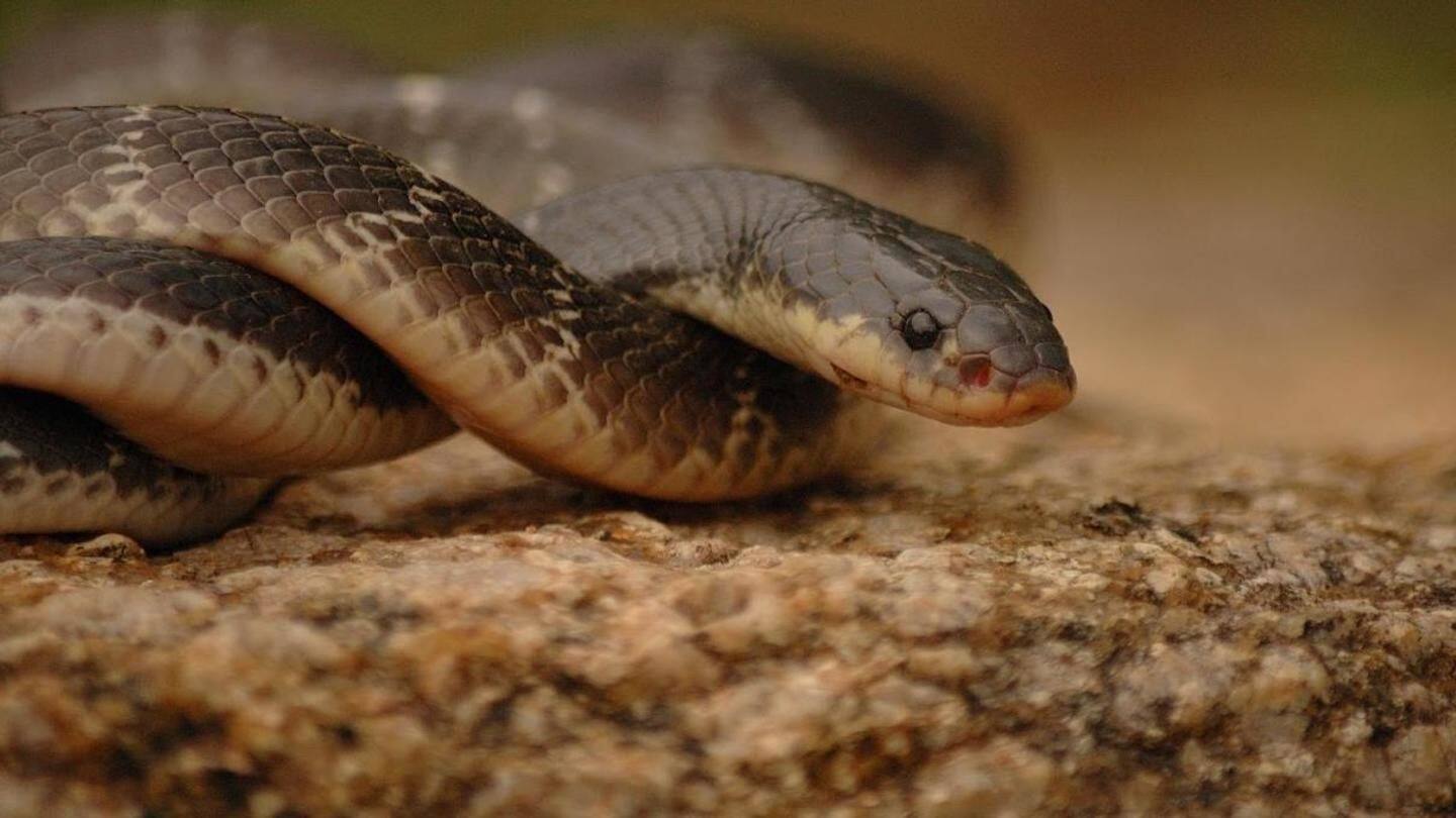Muzaffarnagar: Mother bitten by snake breastfeeds girl, both die