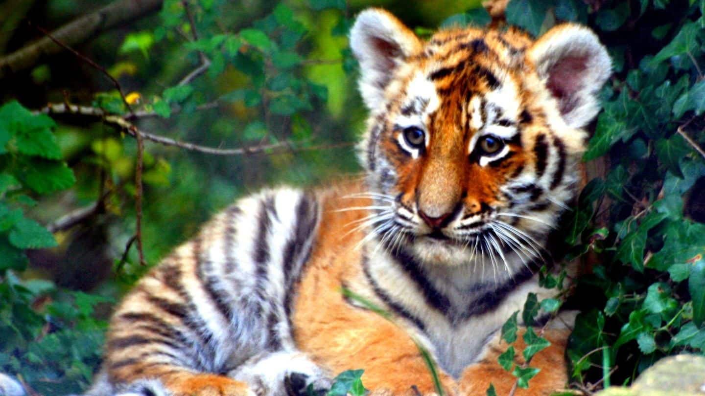 Jamshedpur: 7-month-old tiger cub dies at Tata zoo